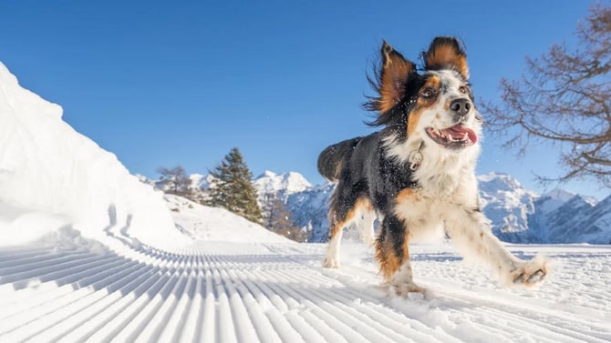 When You Can't Leave Your Pup Behind: Pet-Friendly Cabins Near Breckenridge